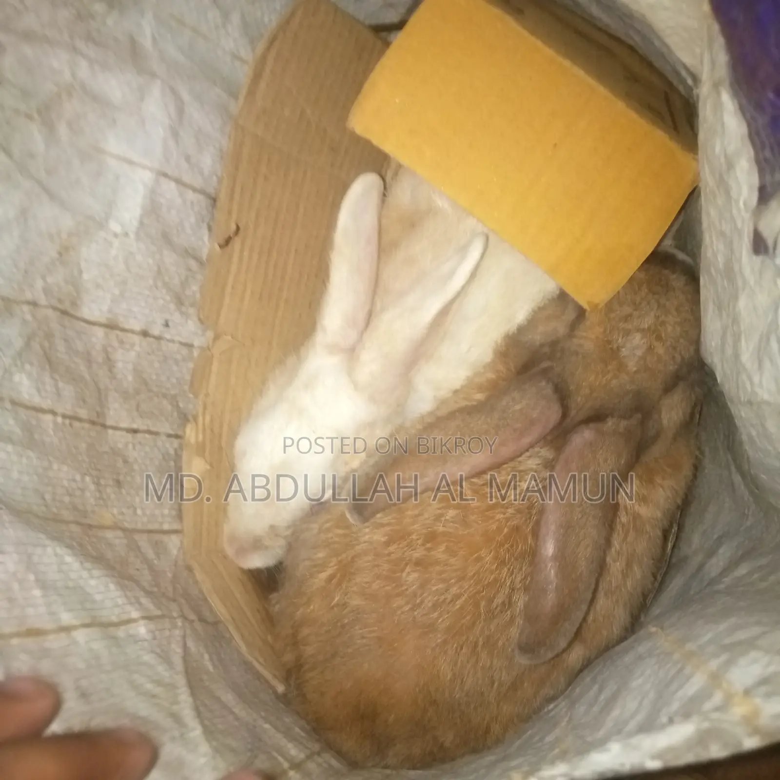 Looking for a pair of female rabbits