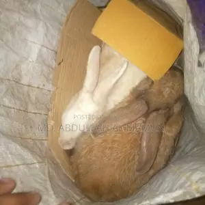 Looking for a pair of female rabbits
