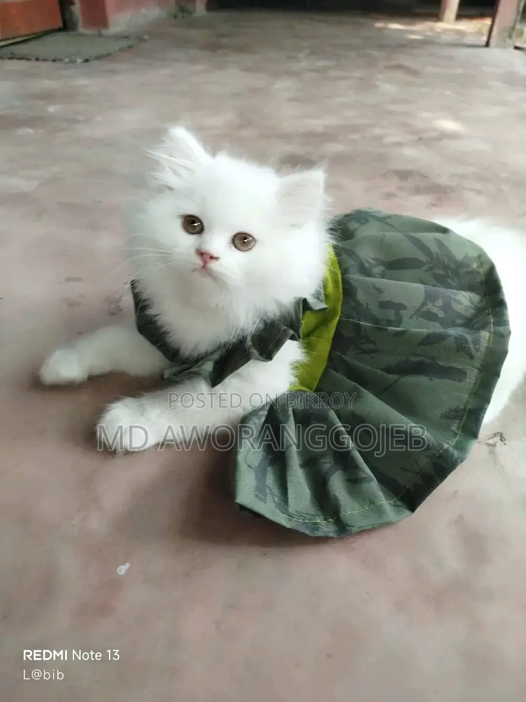 1-3 Months Female Purebred Persian