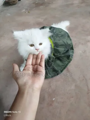 1-3 Months Female Purebred Persian