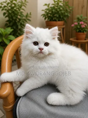 1-3 Months Female Purebred Persian
