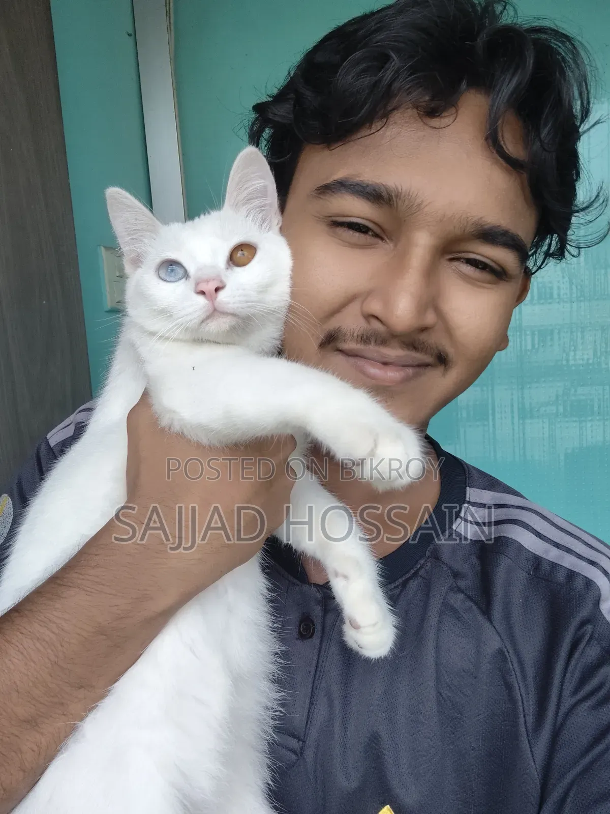৩-৬ মাস বয়সী ফিমেল মিক্সড ব্রিড পার্সিয়ান