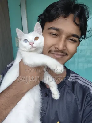 ৩-৬ মাস বয়সী ফিমেল মিক্সড ব্রিড পার্সিয়ান