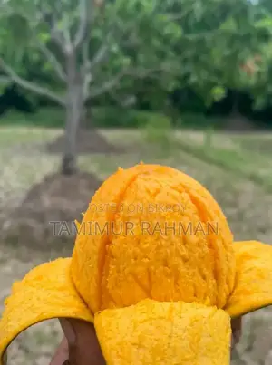 সাতক্ষীরা বিখ্যাত গোবিন্দভোগ ও গোপালভোগ আম দিয়ে শুরু হোক সিজন ২০২৬