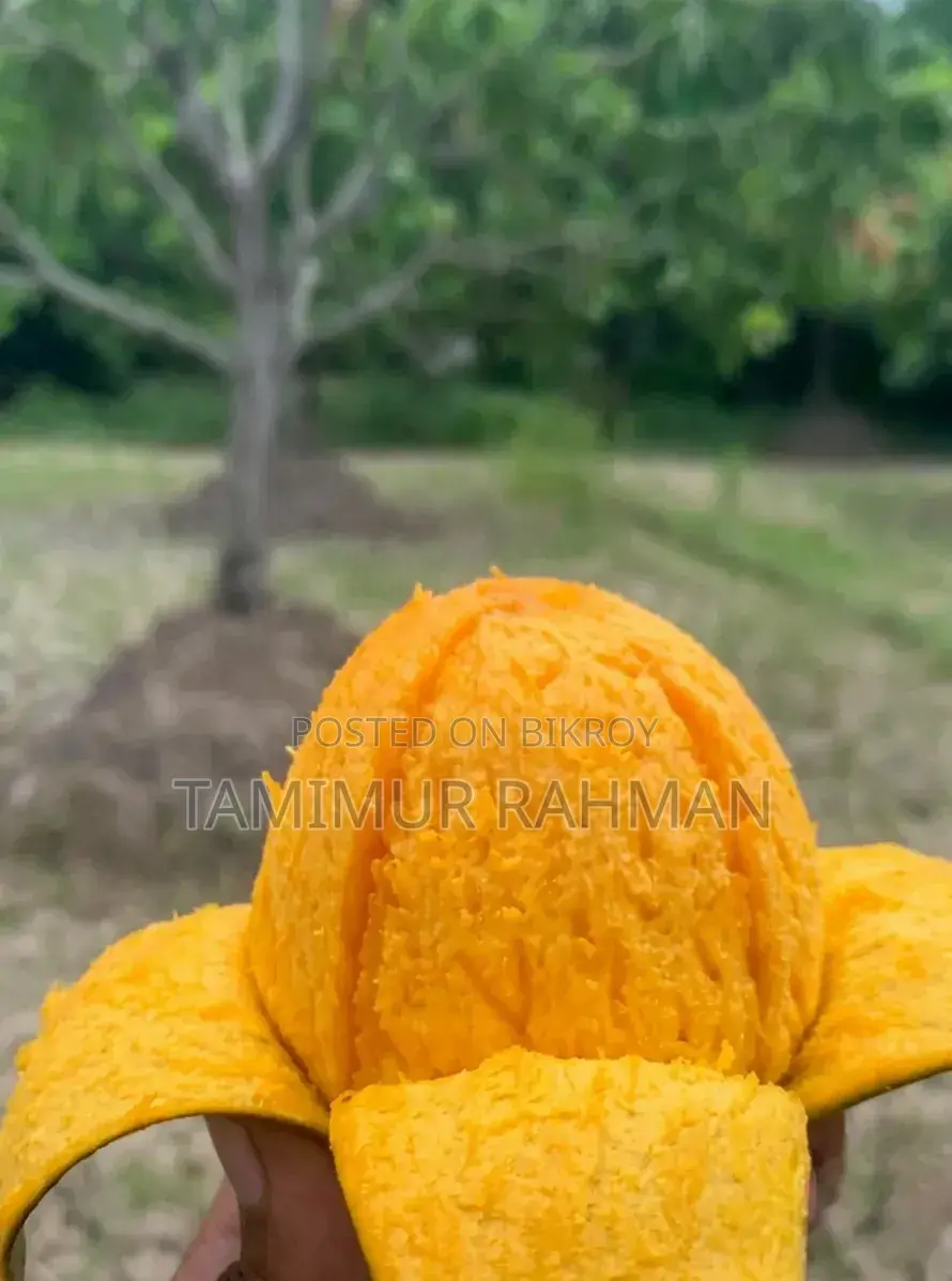 সাতক্ষীরা বিখ্যাত গোবিন্দভোগ ও গোপালভোগ আম দিয়ে শুরু হোক সিজন ২০২৬