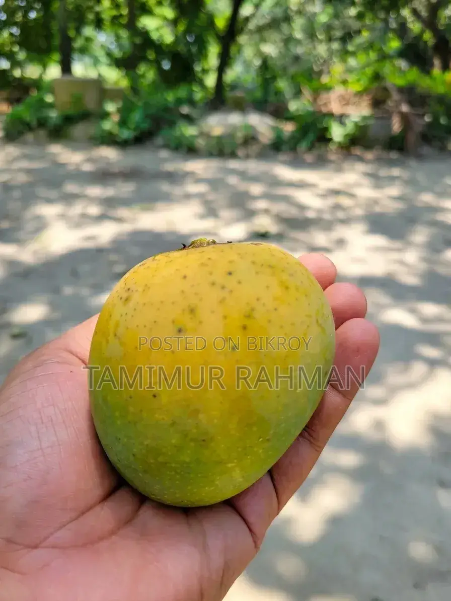 সাতক্ষীরা বিখ্যাত গোবিন্দভোগ ও গোপালভোগ আম দিয়ে শুরু হোক সিজন ২০২৬