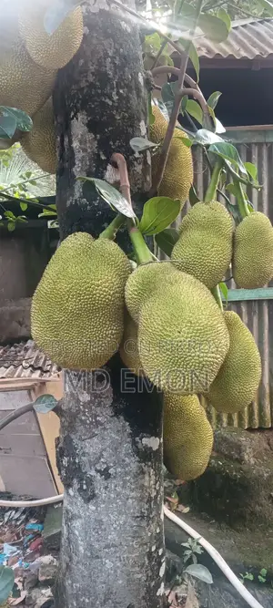 গ্রামের গাছের কাঁঠাল