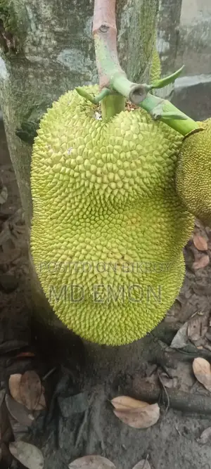 Village Jackfruit