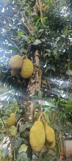 Village Jackfruit