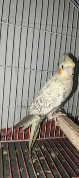 পার্ল/পাইড ককাটেল 
 বেবি হাত বদল হবে