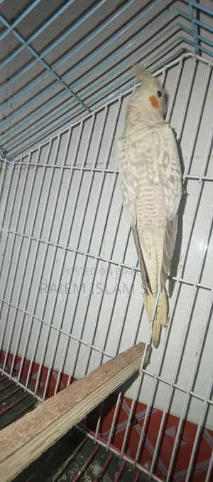পার্ল/পাইড ককাটেল 
 বেবি হাত বদল হবে