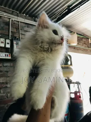 3-6 Months Male Purebred Persian