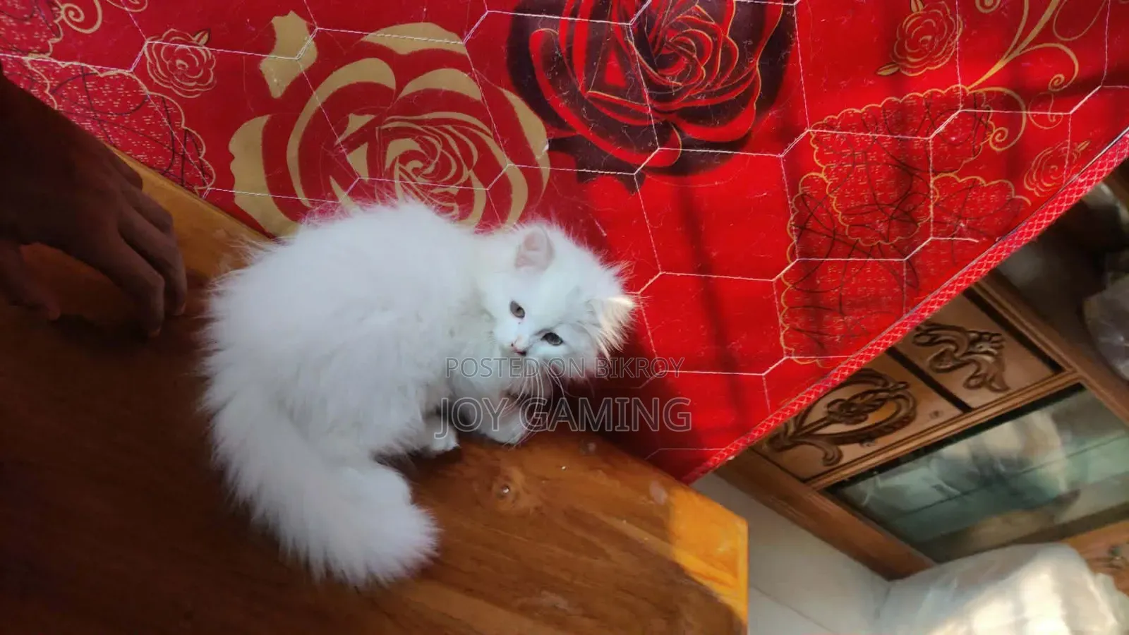 3-6 Months Male Purebred Persian