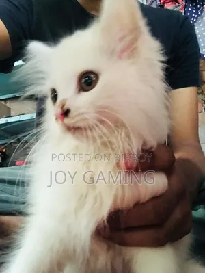 3-6 Months Male Purebred Persian