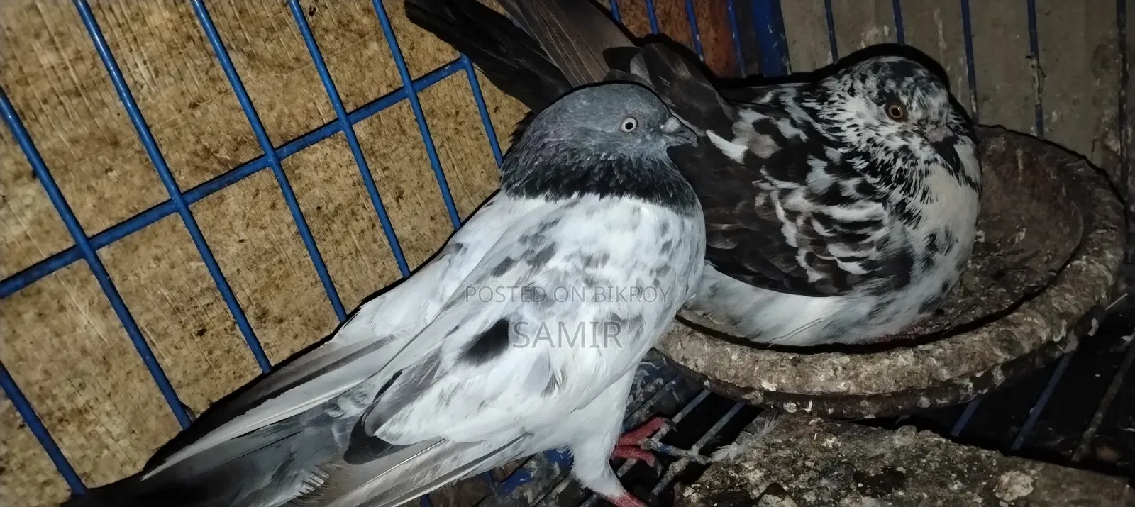 Pigeons for Urgent Sale