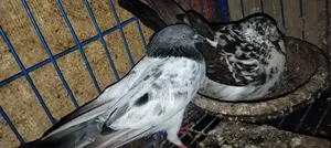 Pigeons for Urgent Sale
