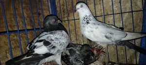 Pigeons for Urgent Sale