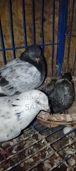 Pigeons for Urgent Sale