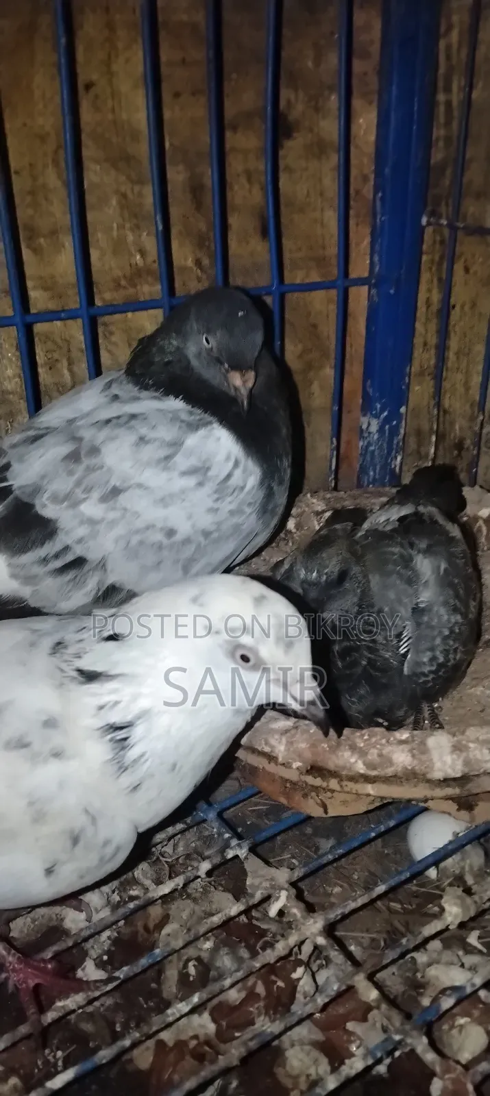 Pigeons for Urgent Sale