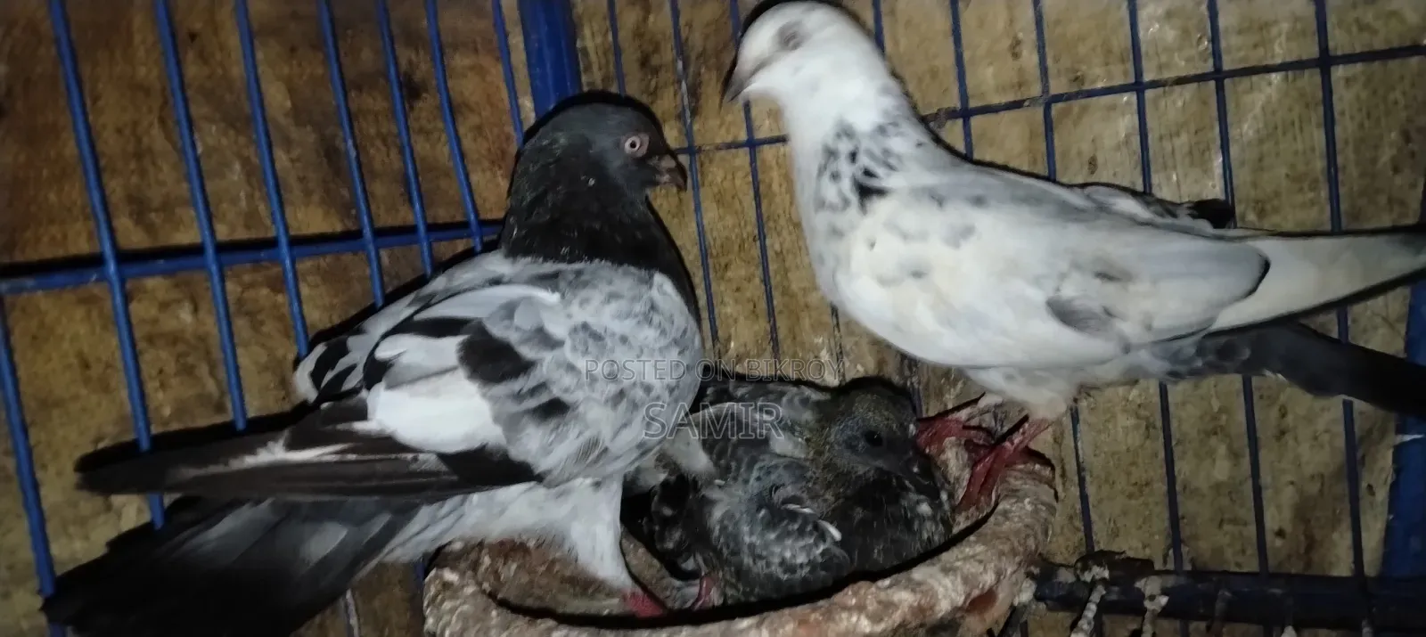 Pigeons for Urgent Sale