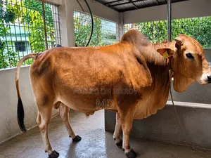 420kg Healthy Deshi Cow for Sale – Perfect for Qurbani!