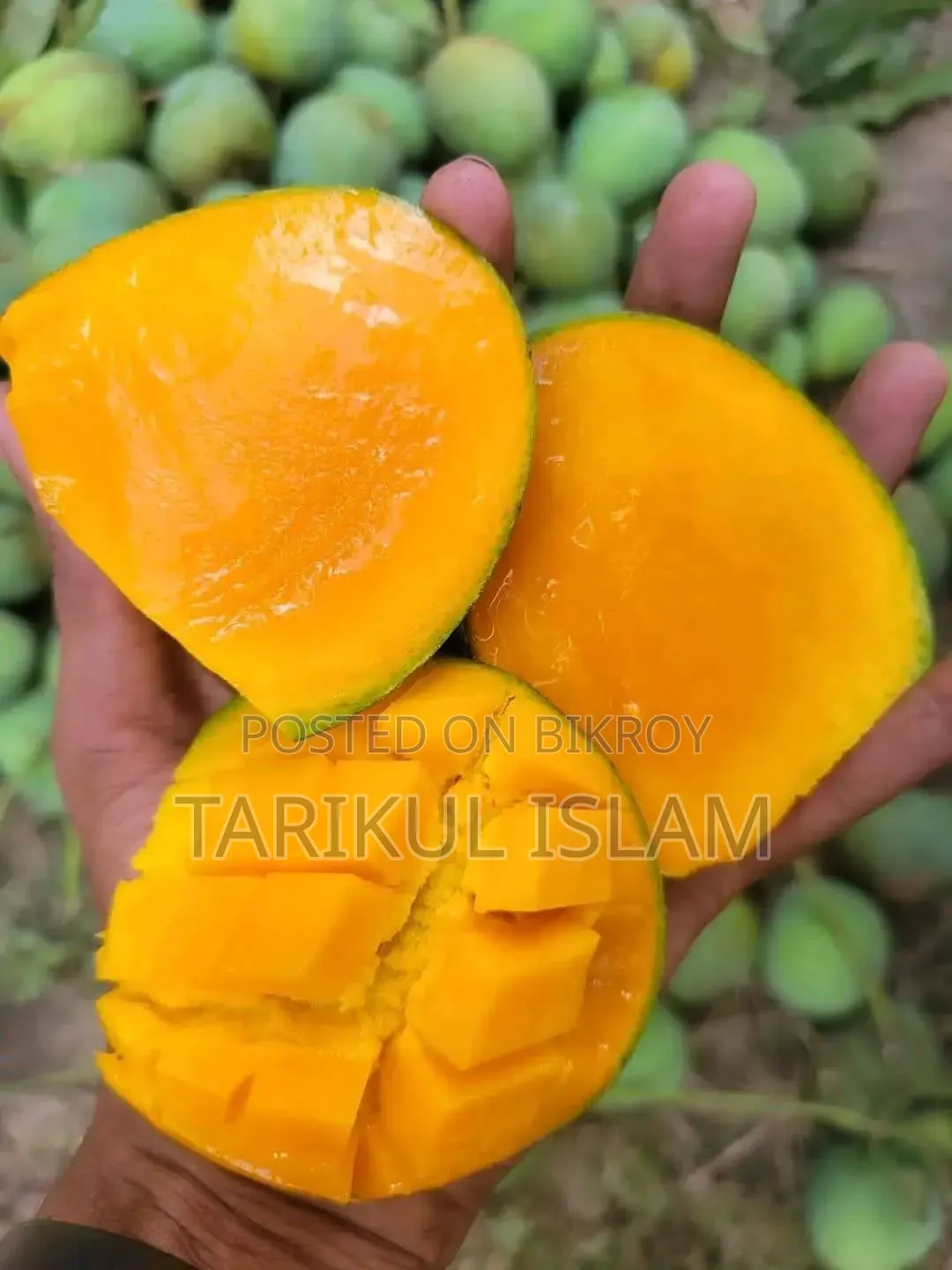 Gobindobhog Mango