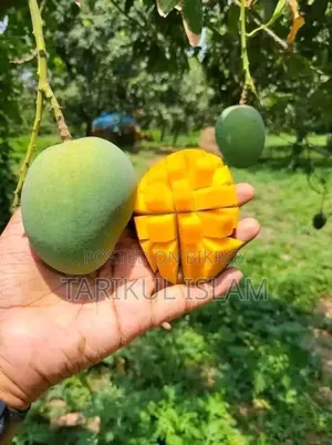 Gobindobhog Mango