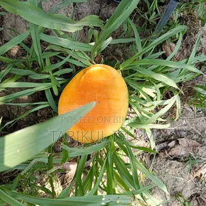 Gobindobhog Mango