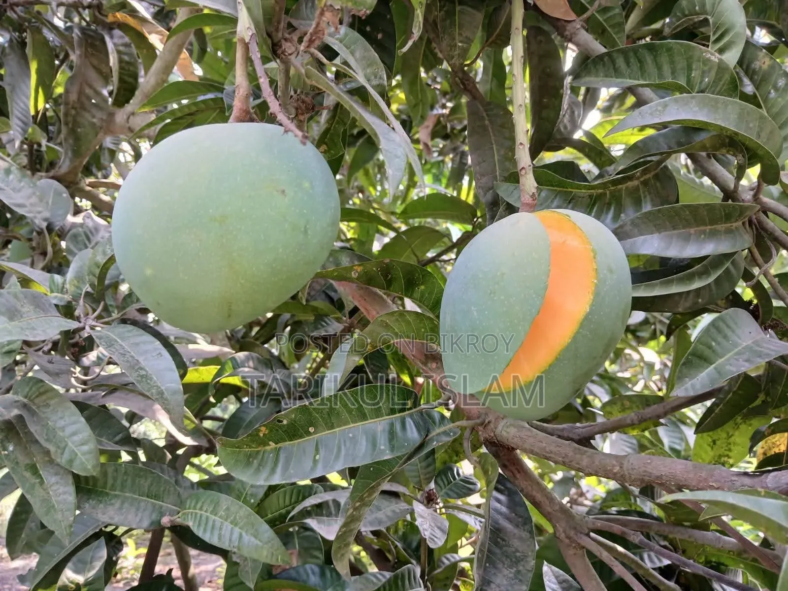 Gobindobhog Mango