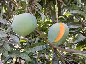 Gobindobhog Mango