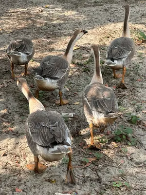 Home-raised Rajahans (Geese)