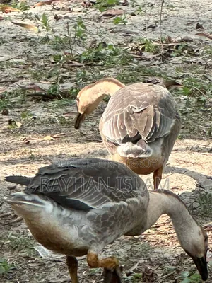 Home-raised Rajahans (Geese)