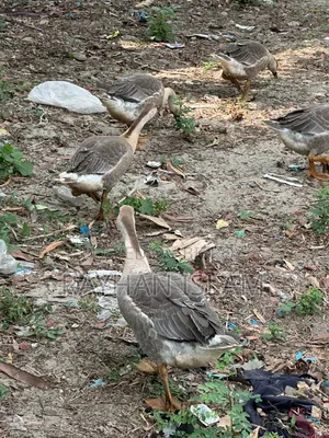 Home-raised Rajahans (Geese)