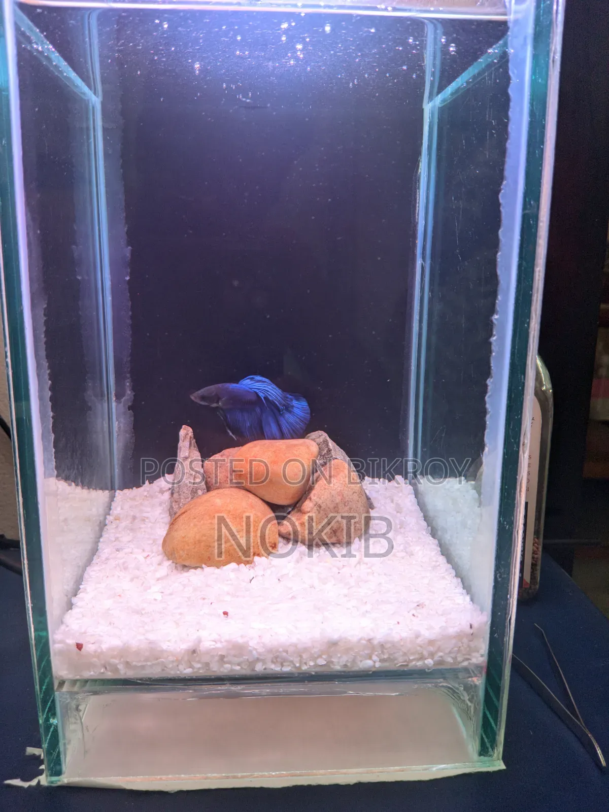 Betta Fish For Sale