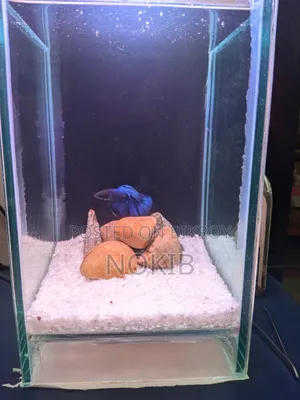 Betta Fish For Sale