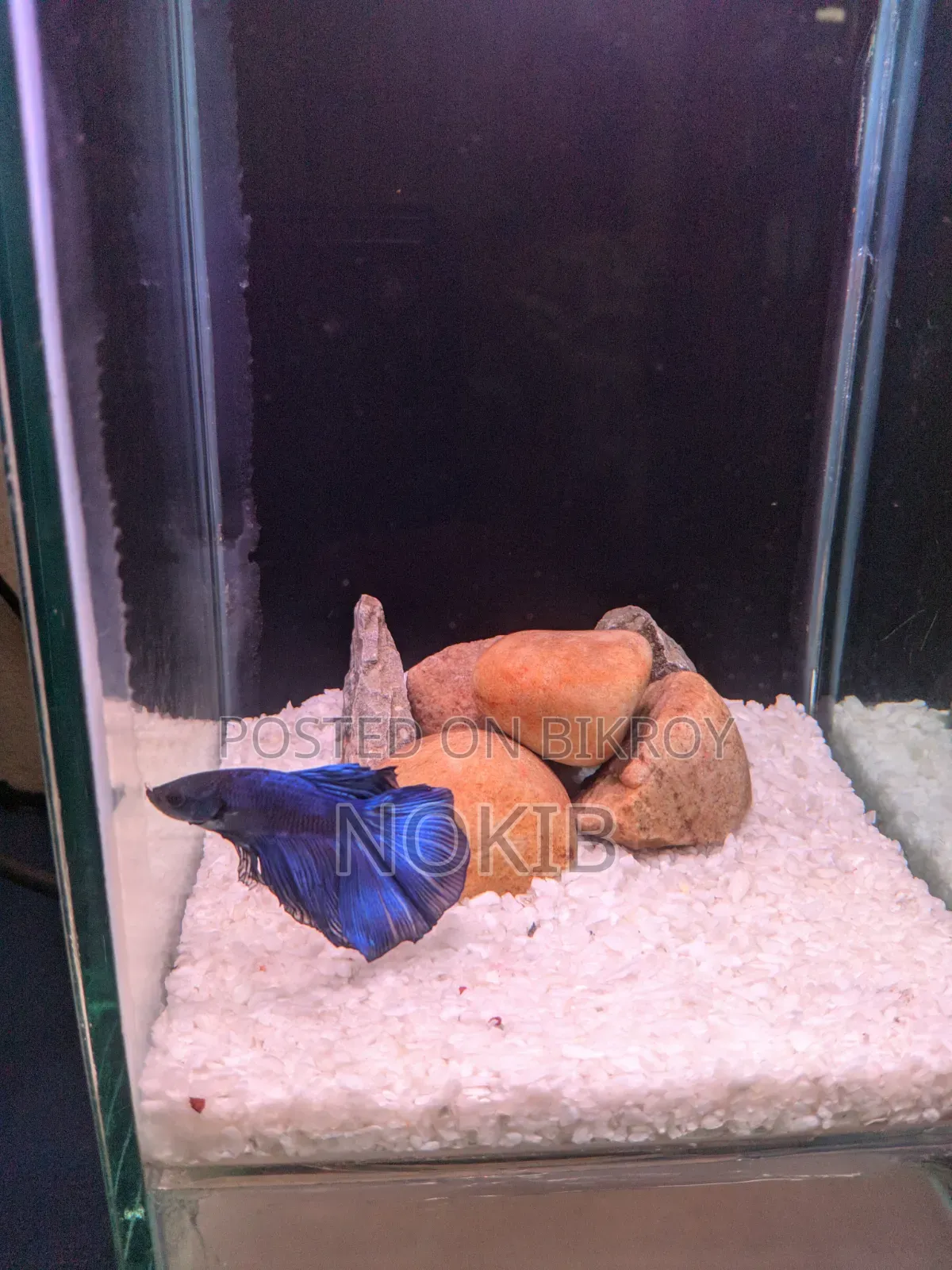 Betta Fish For Sale