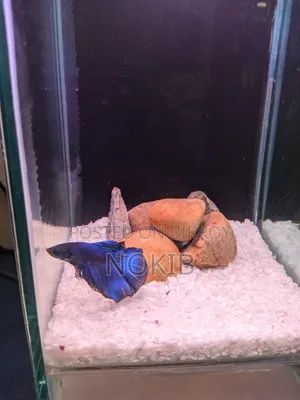 Betta Fish For Sale