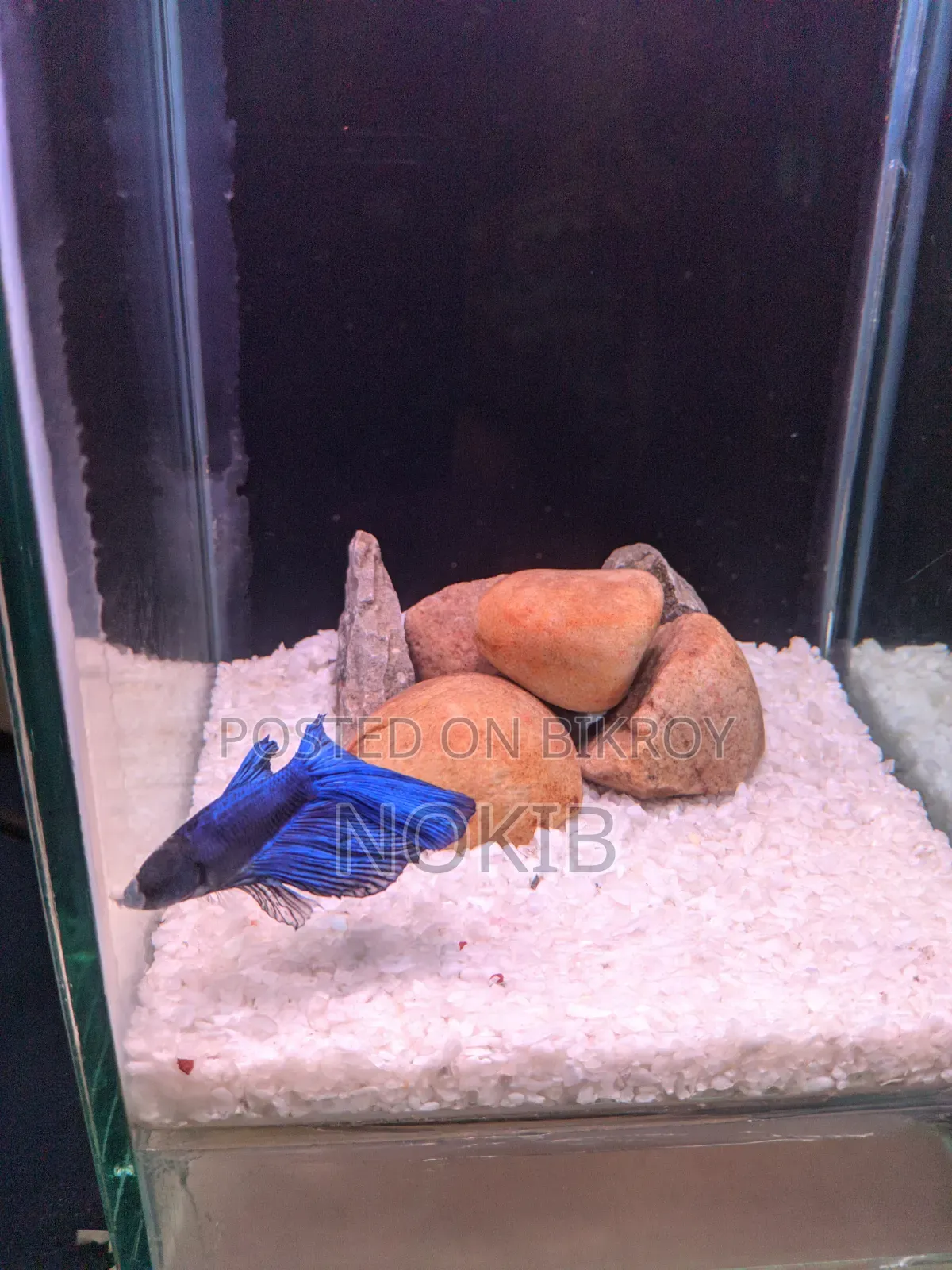 Betta Fish For Sale