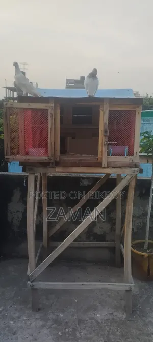 Pigeon Cage
