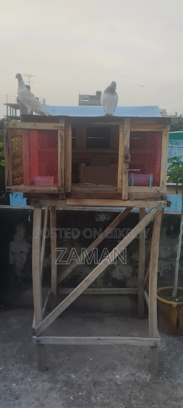 Pigeon Cage