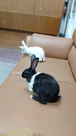 Rabbit, Age 2 Months