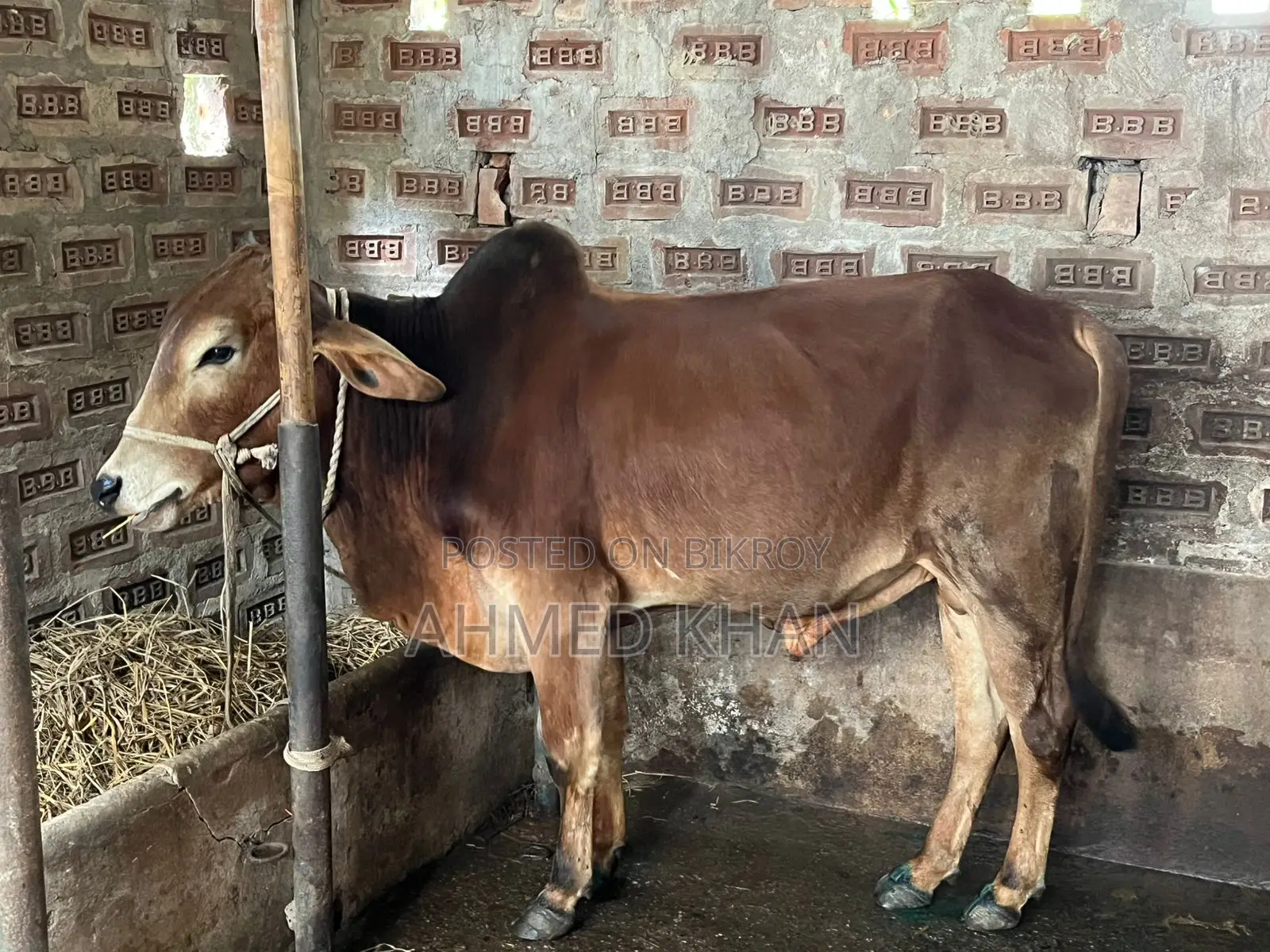 শাহিয়াল ষাড়