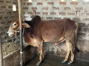 শাহিয়াল ষাড়