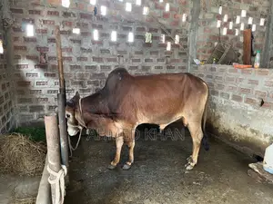 শাহিয়াল ষাড়