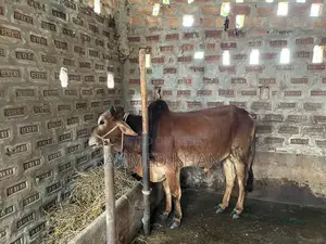 শাহিয়াল ষাড়
