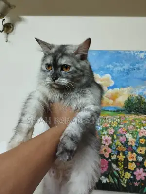 1+ Year Female Purebred Persian