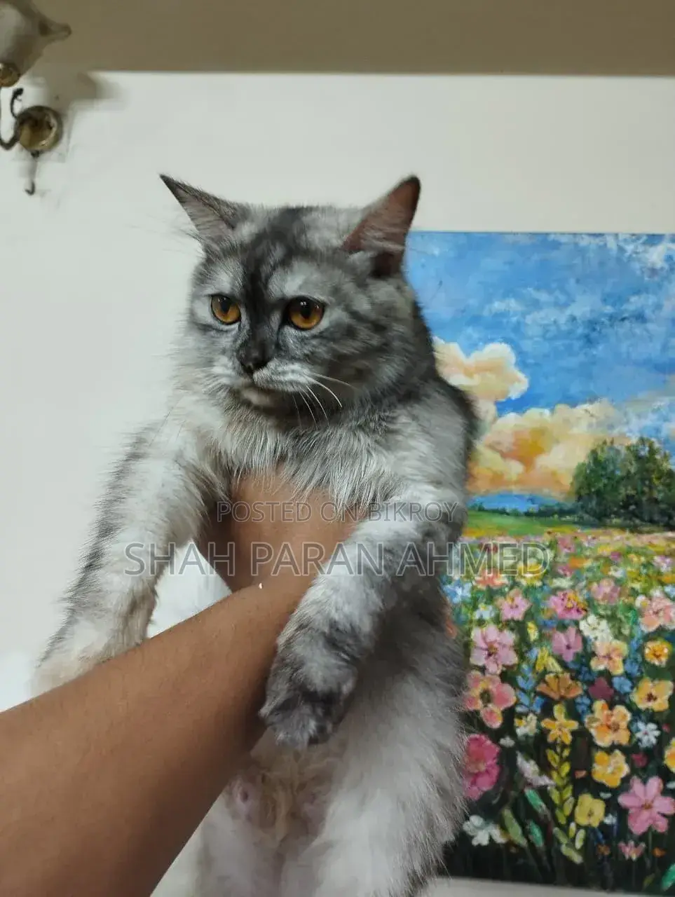 1+ Year Female Purebred Persian
