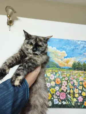 1+ Year Female Purebred Persian