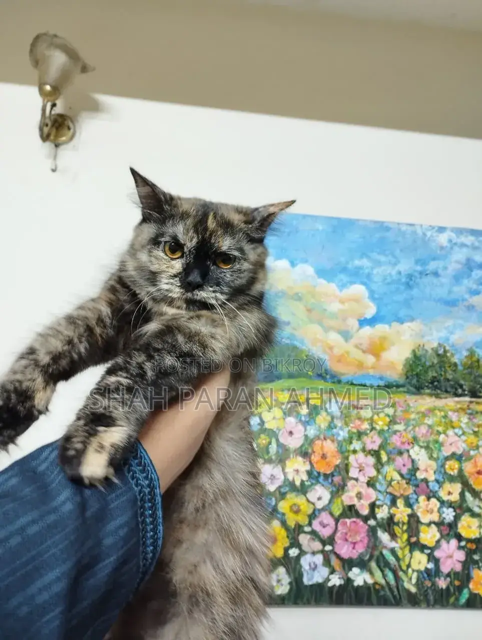 1+ Year Female Purebred Persian