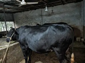 Large Fijian Cow | 720 kg | Eye-Catching Build